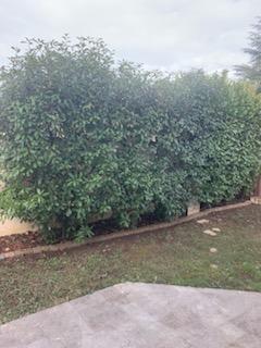 Service : taille de haies Service : taille de haies