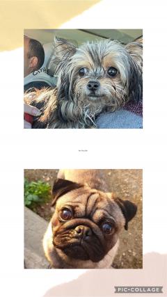 Service : chien Service : chien