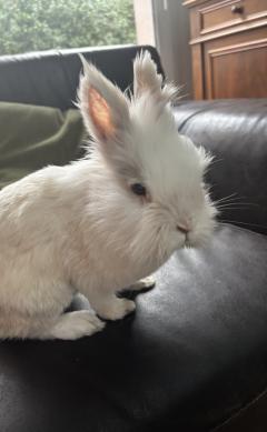 Service : garde lapin Service : garde lapin