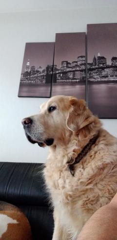 Demander ce petsitter
