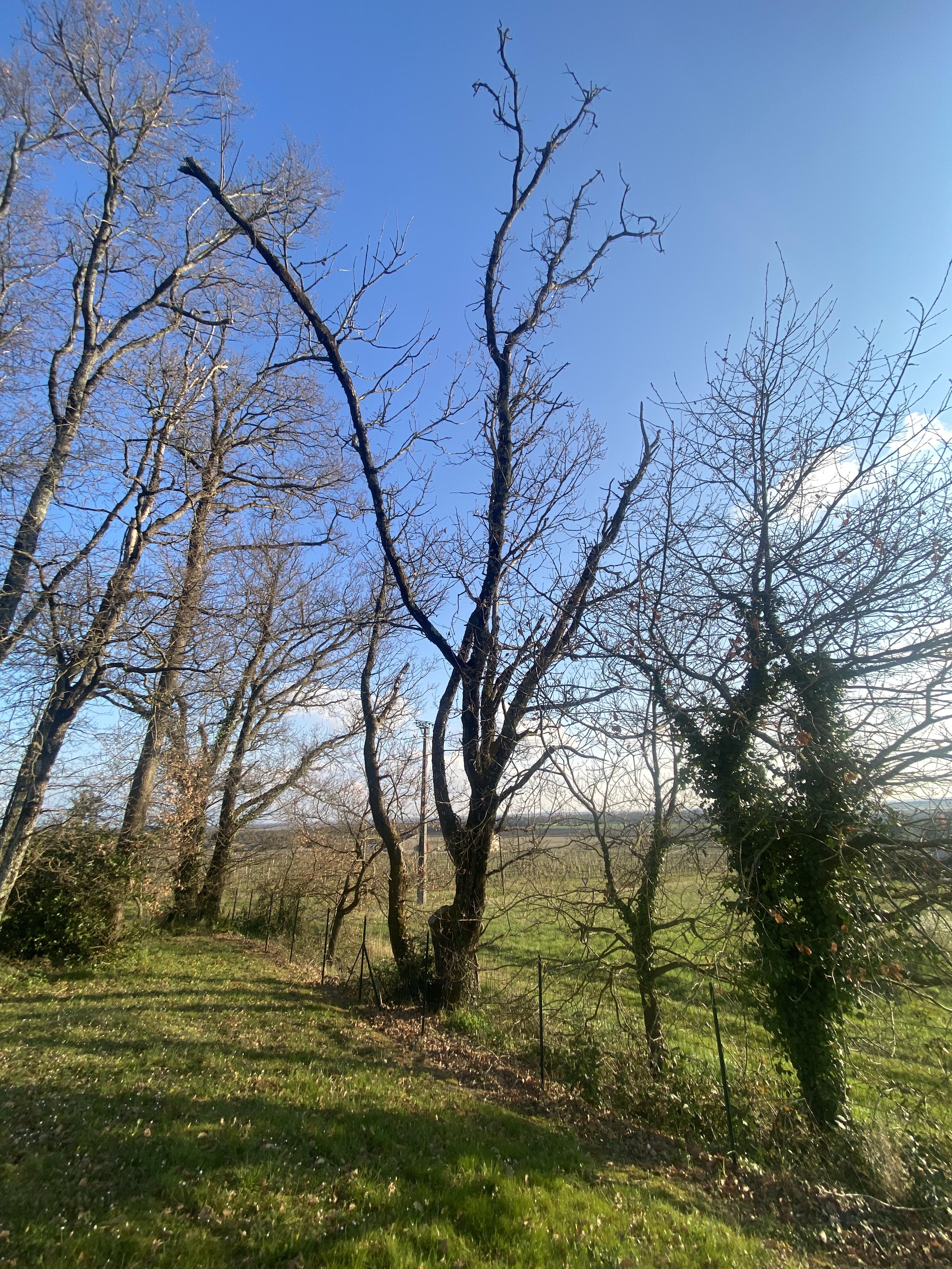Service coupe de bois 17 entre particuliers