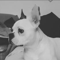 Service chien entre particuliers