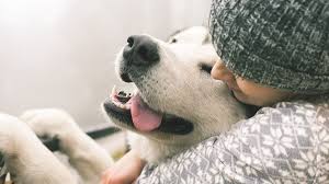 Service garde animaux 38 entre particuliers