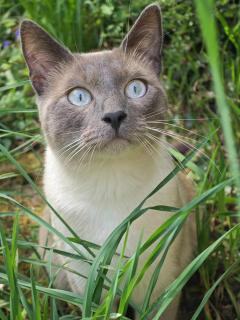 Service : chat Service : chat