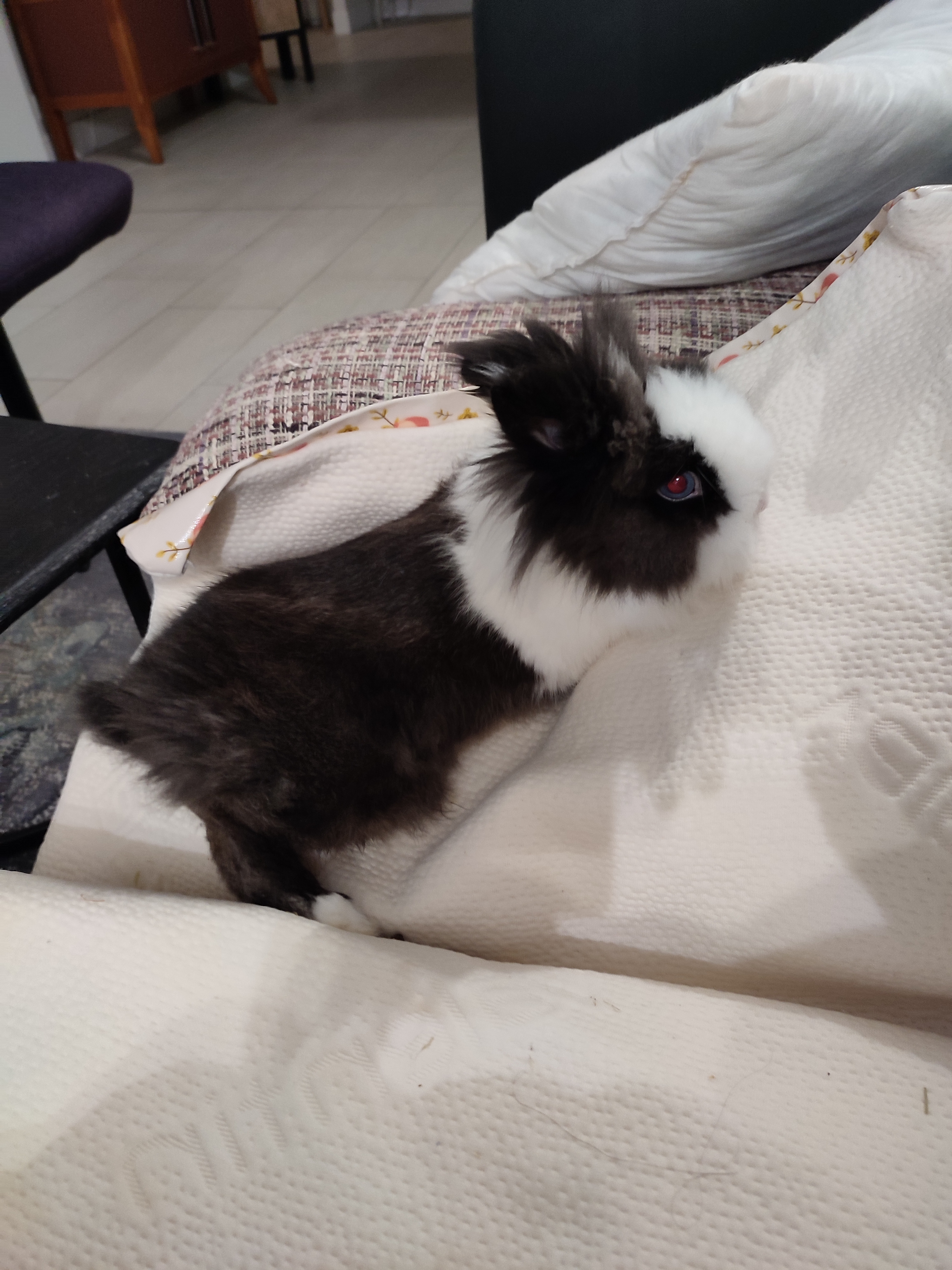Service garde lapin 29 entre particuliers