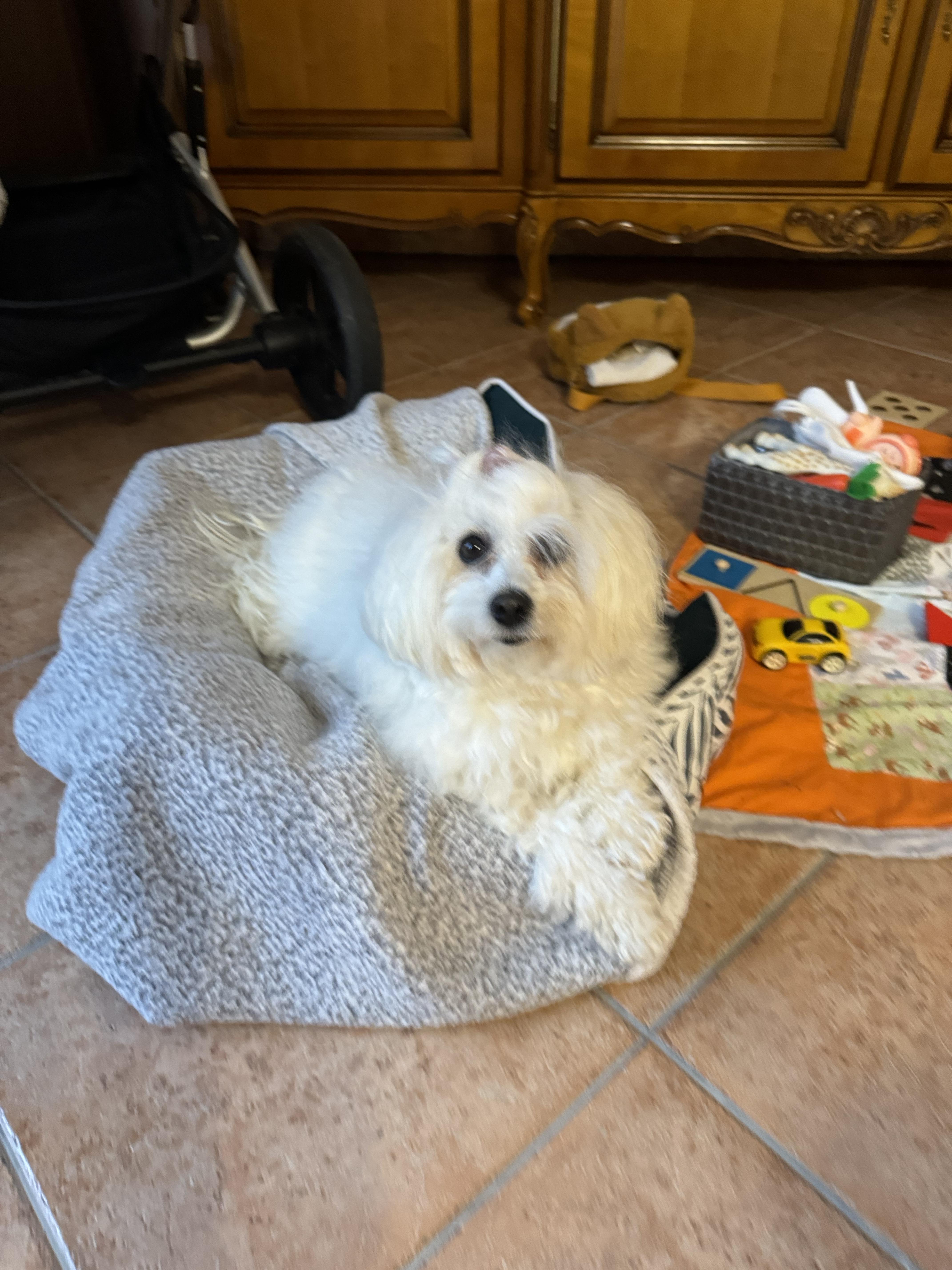 Service garde animaux 77 entre particuliers