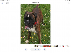 Service : chien Service : chien