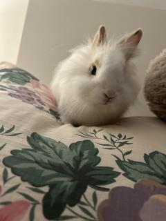 Service : garde lapin Service : garde lapin