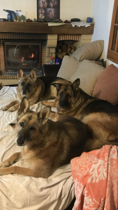 Demander ce petsitter