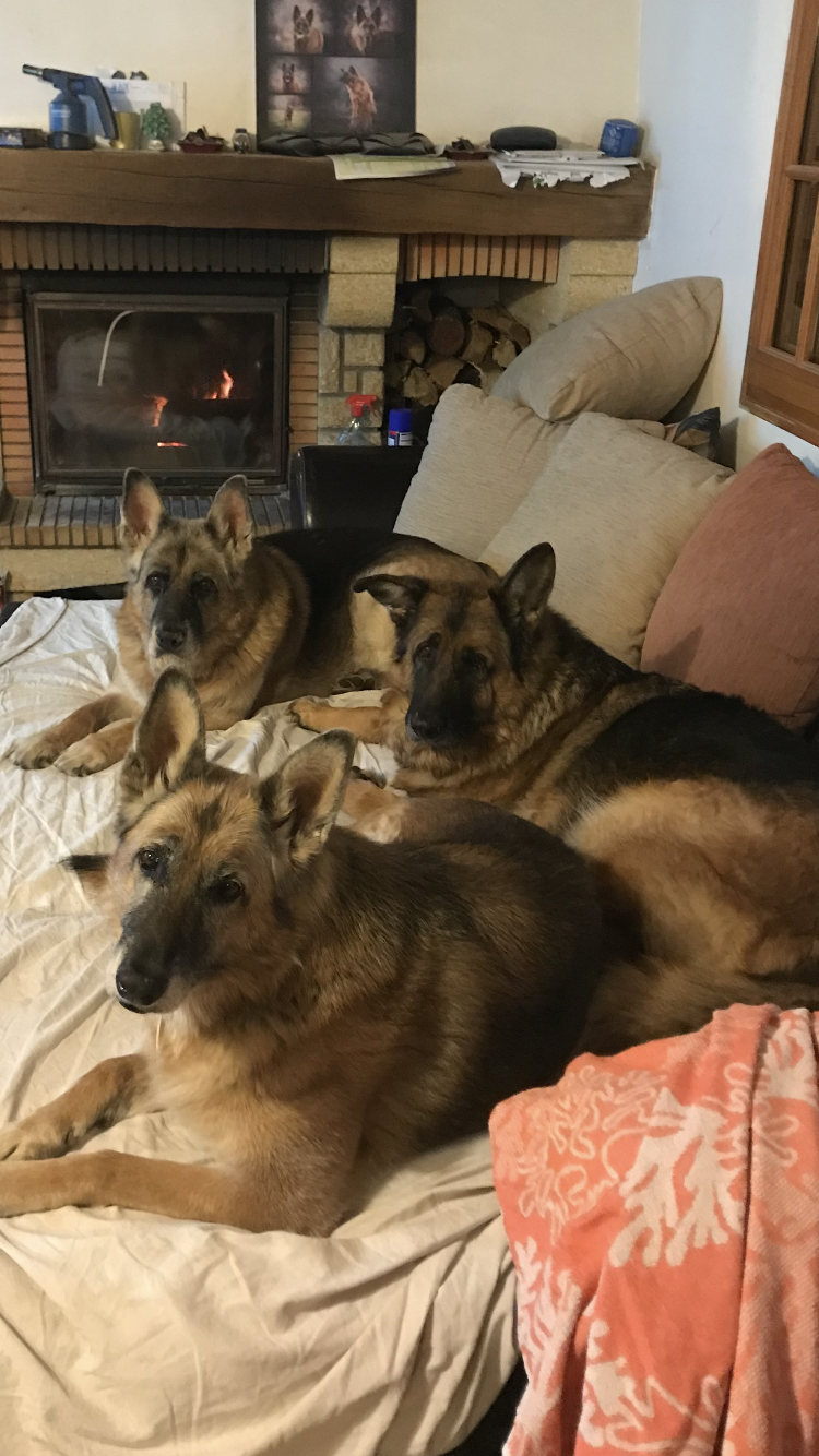 Service chien 83 entre particuliers