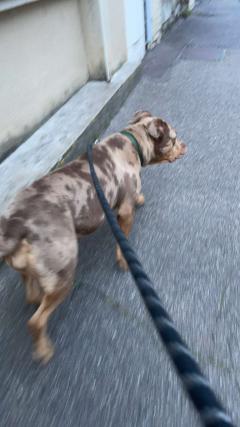 Demander un promeneur
