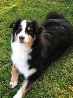 Demander ce petsitter