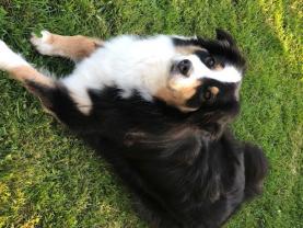 Service : chien Service : chien