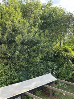 Louer mon coupe-branche