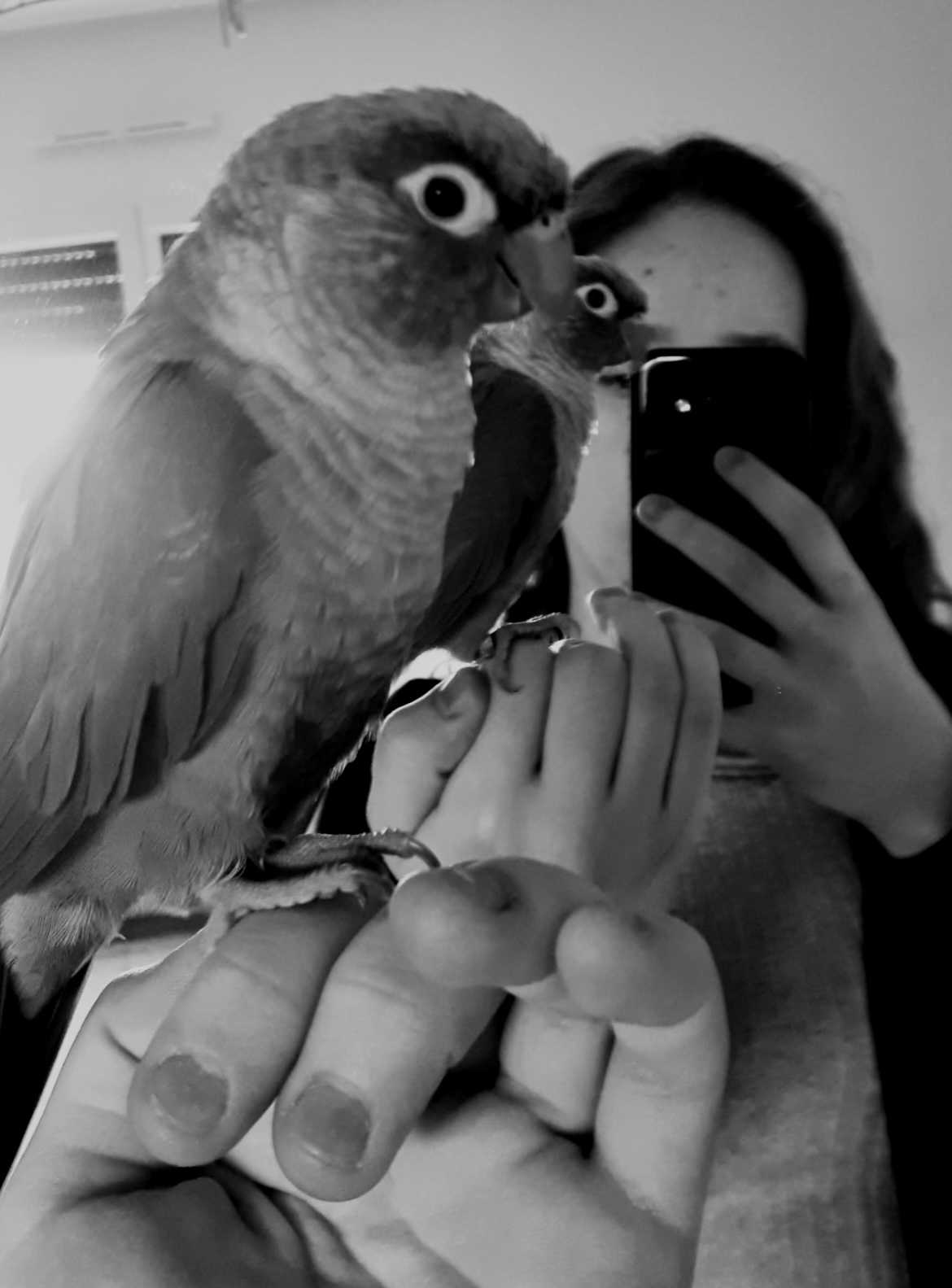 Service oiseaux 35 entre particuliers
