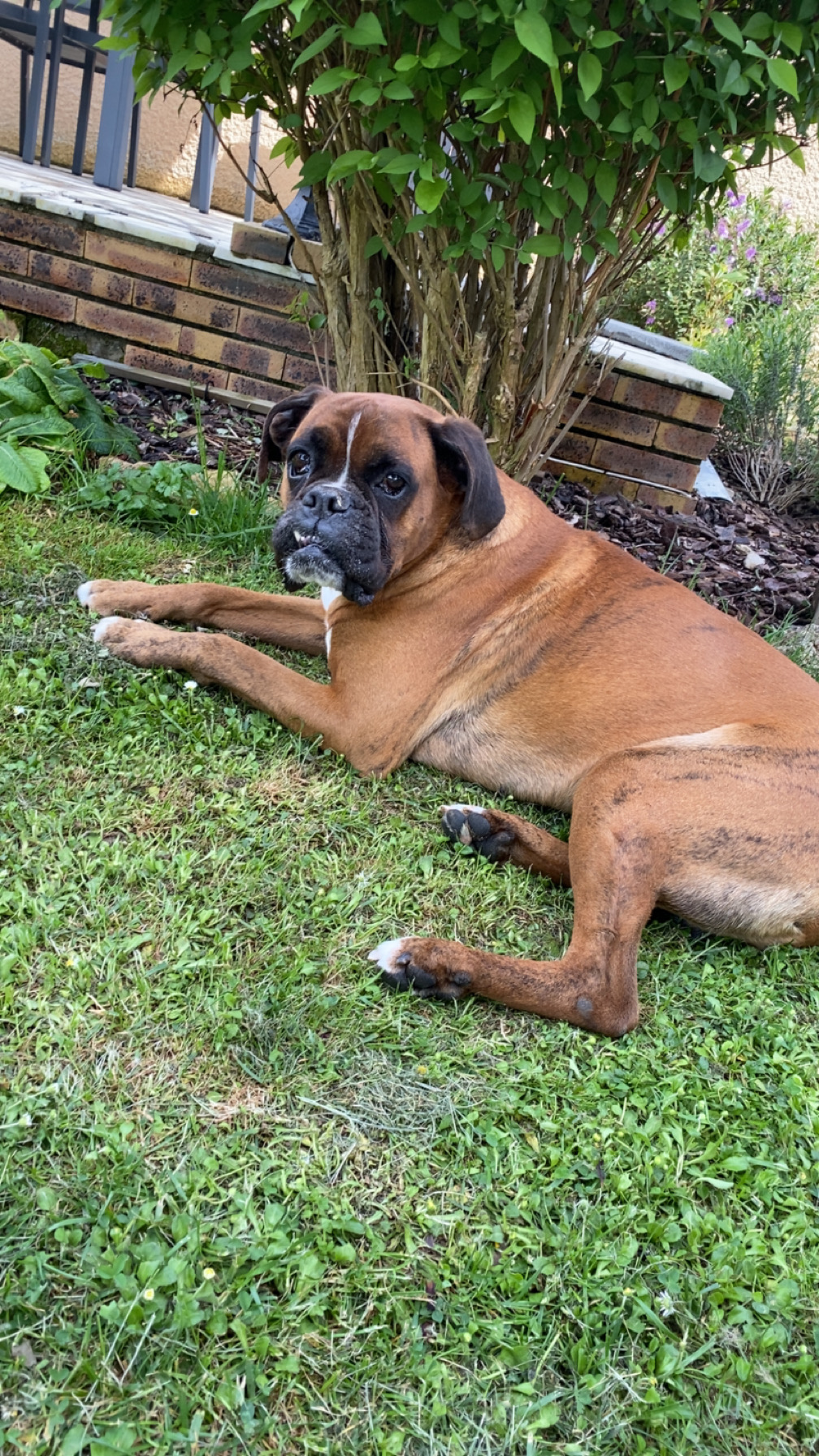 Service chien 78 entre particuliers