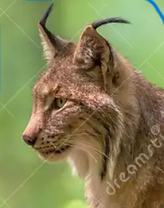 Service : multi services Service : multi services