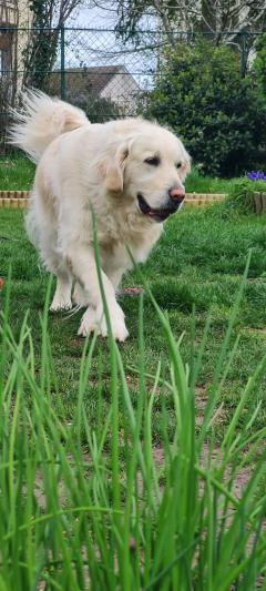 Service : chien Service : chien