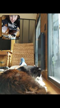 Service : garde animaux