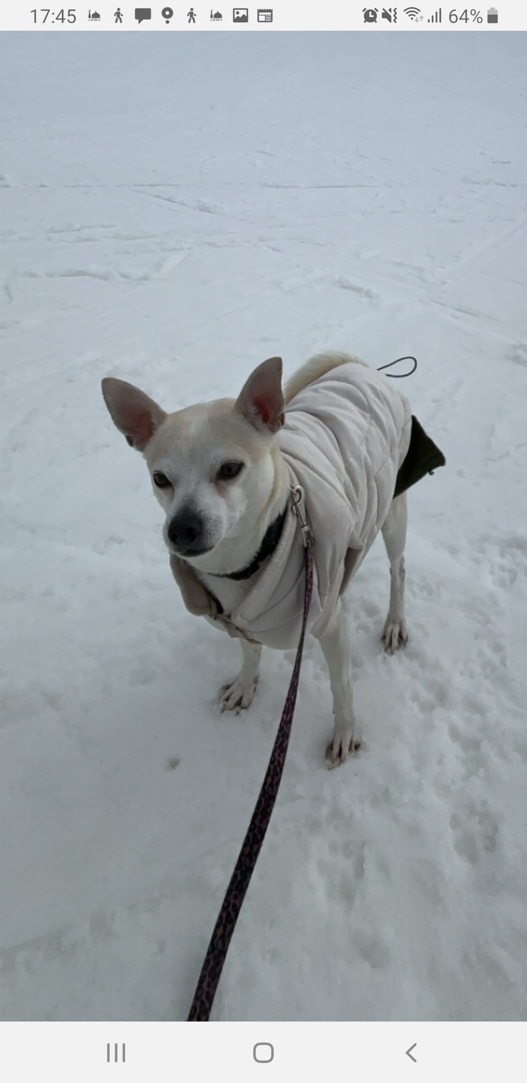 Service chien 93 entre particuliers