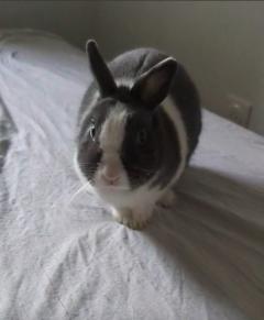 Service : garde lapin Service : garde lapin