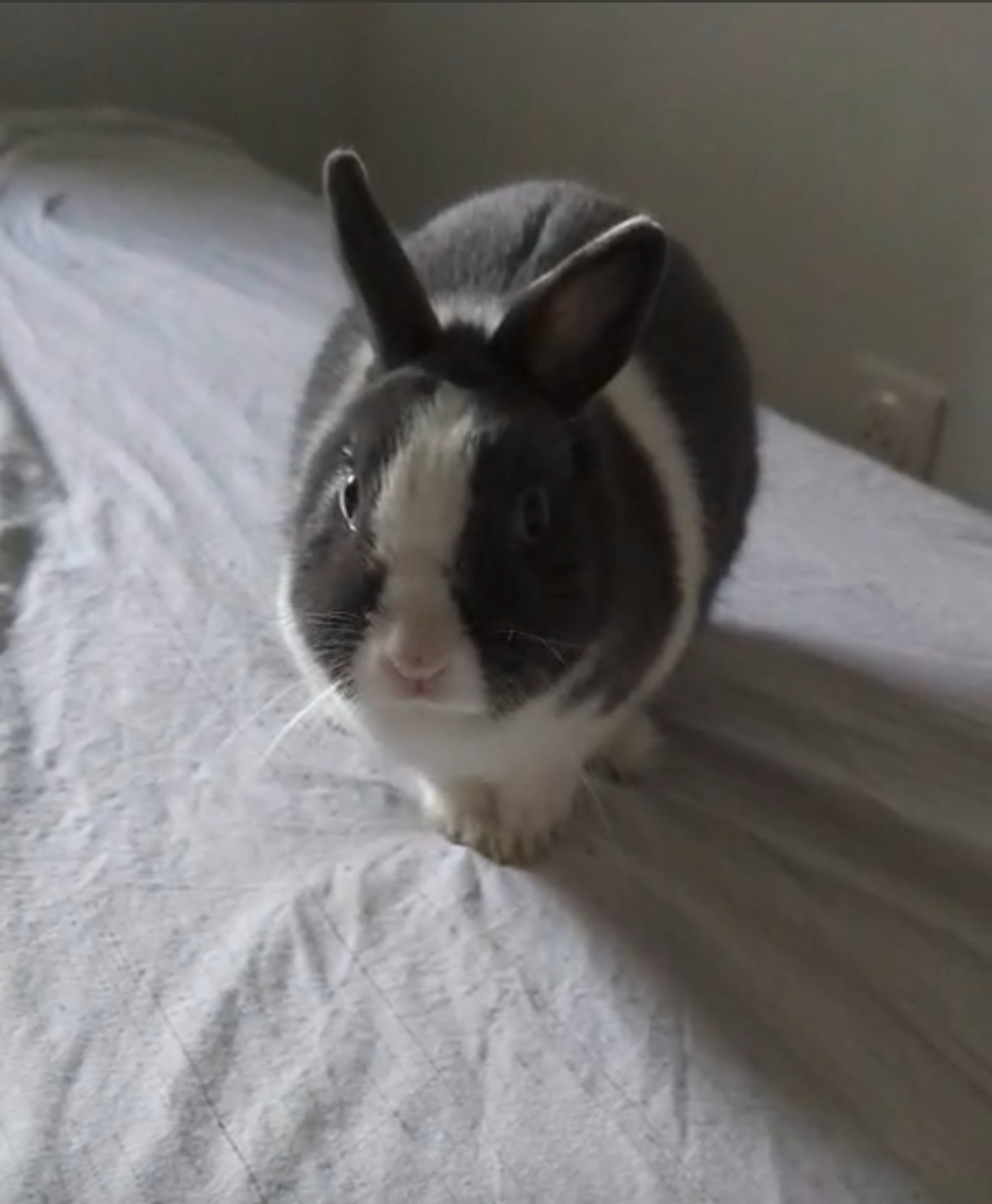 Service garde lapin 91 entre particuliers