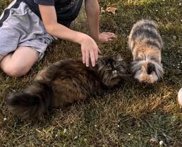 Service : garde animaux Service : garde animaux