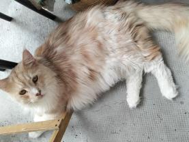 Demander ce catsitter