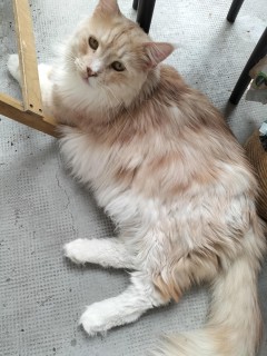 Service garde de chat Service garde de chat