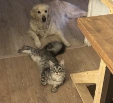 Service : garde animaux Service : garde animaux