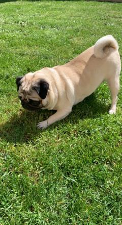 Service : garde animaux