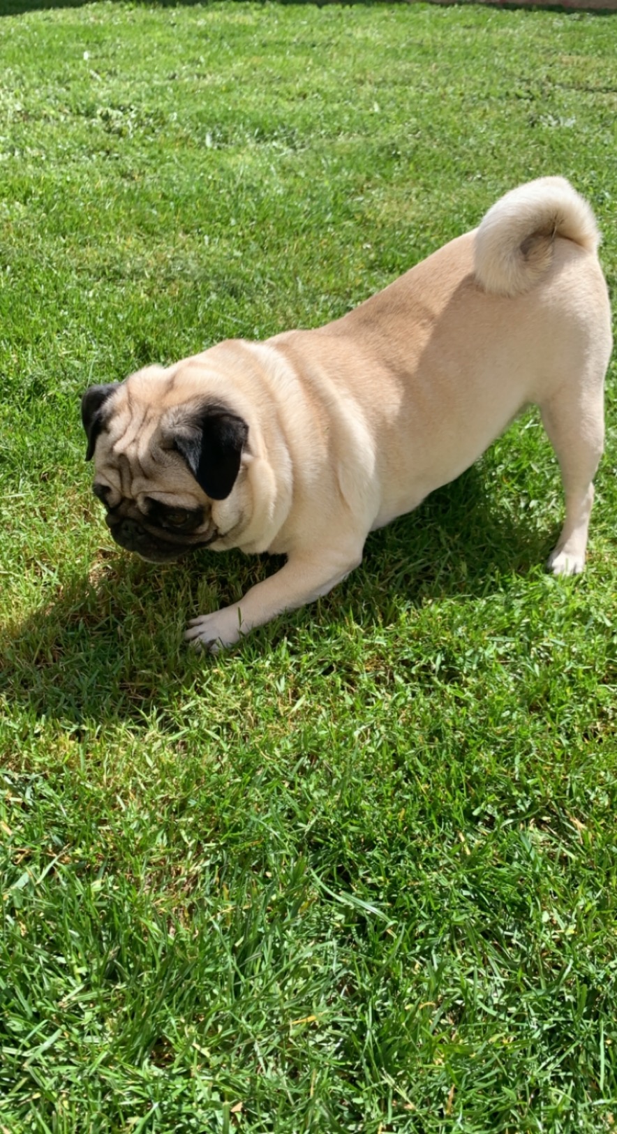 Service garde animaux 57 entre particuliers