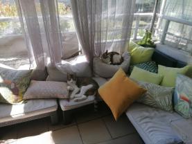 Service : garde animaux Service : garde animaux