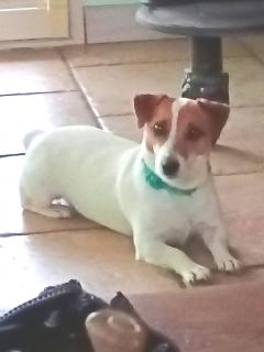 Service : chien Service : chien