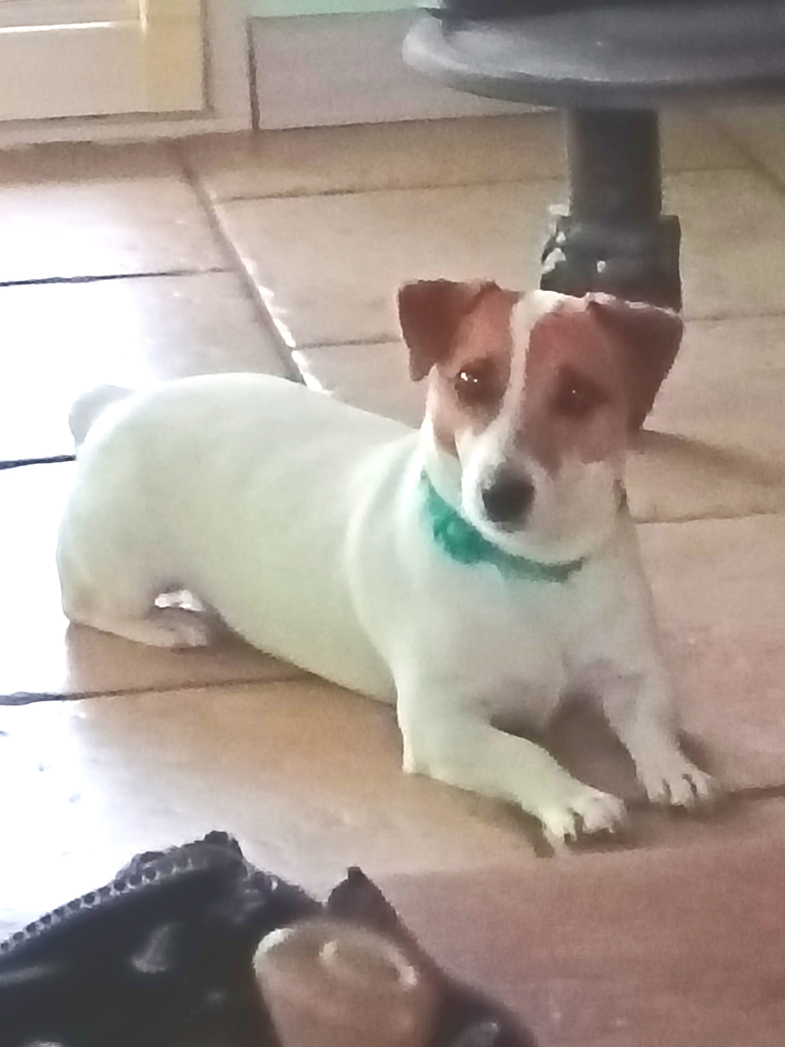 Service chien 52 entre particuliers