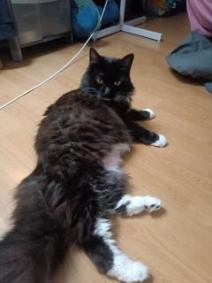 Demander ce catsitter