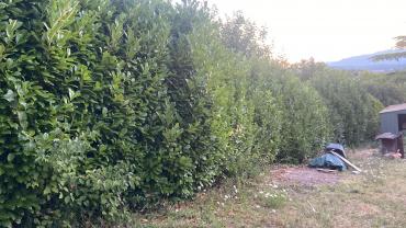 Location : taille haie Location : taille haie