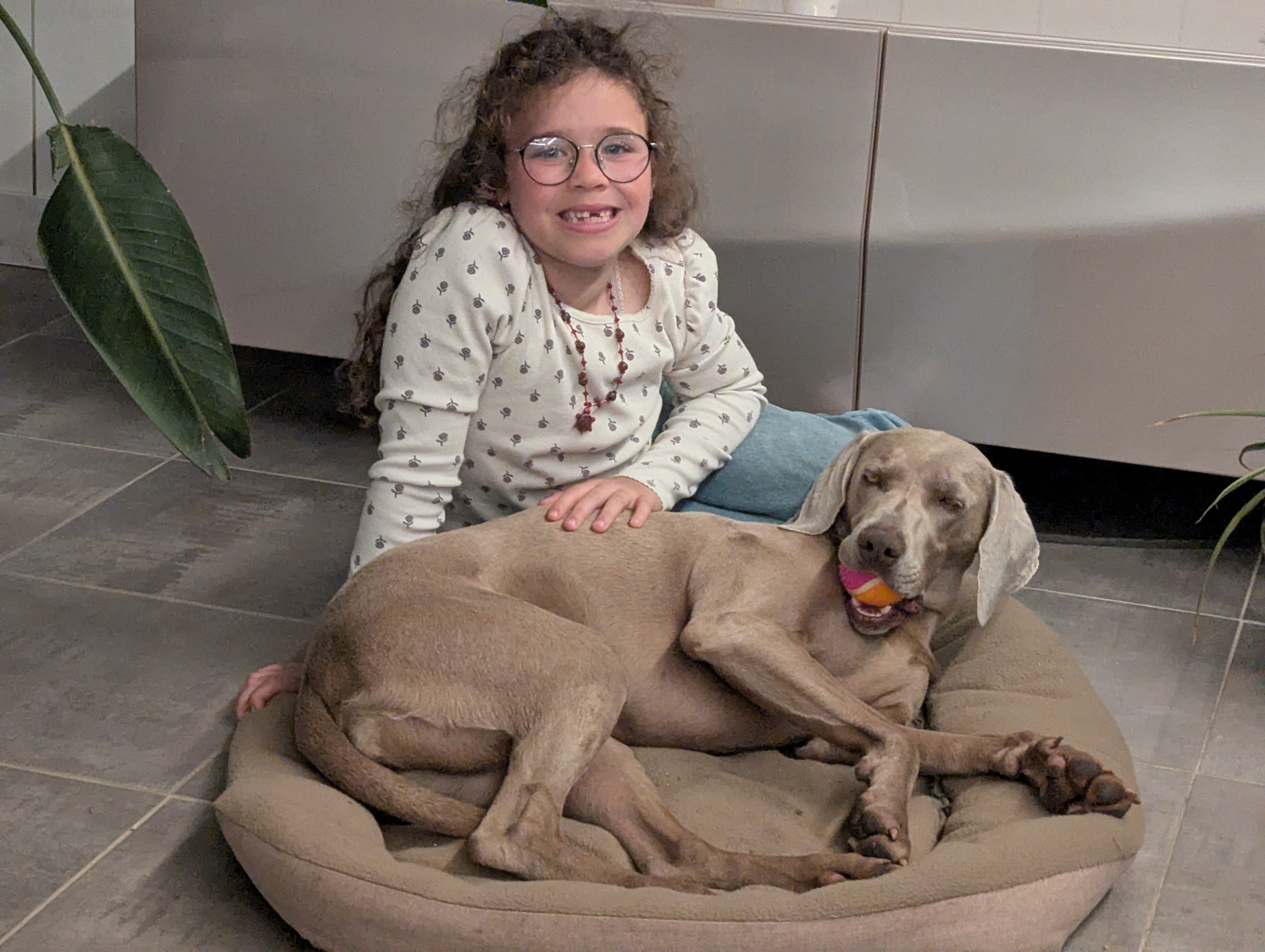 Service chien 35 entre particuliers