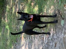 Location : remorque velo Location : remorque velo