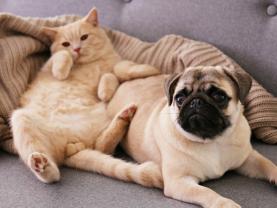 Service : garde animaux Service : garde animaux