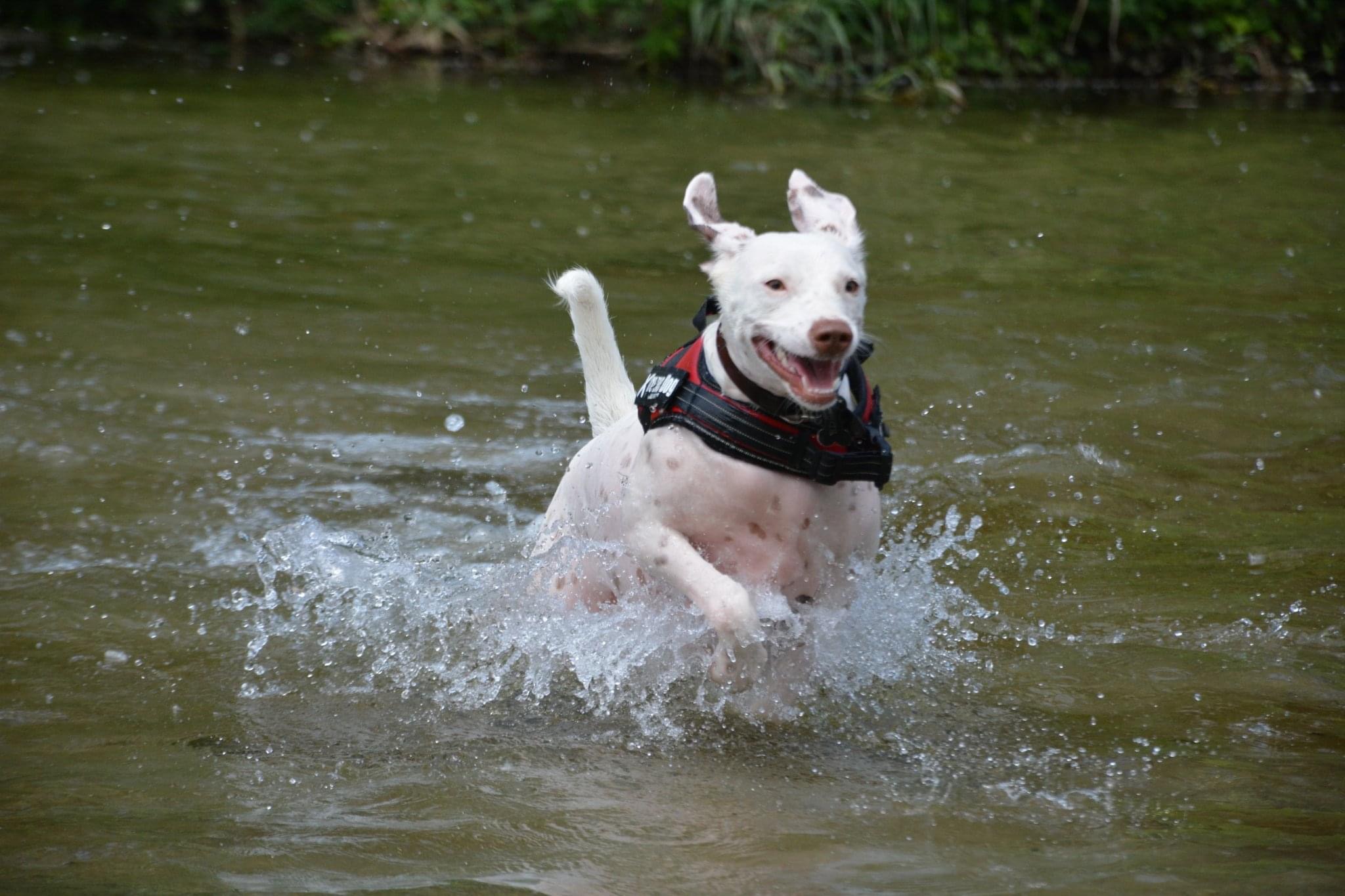 Service garde animaux 66 entre particuliers