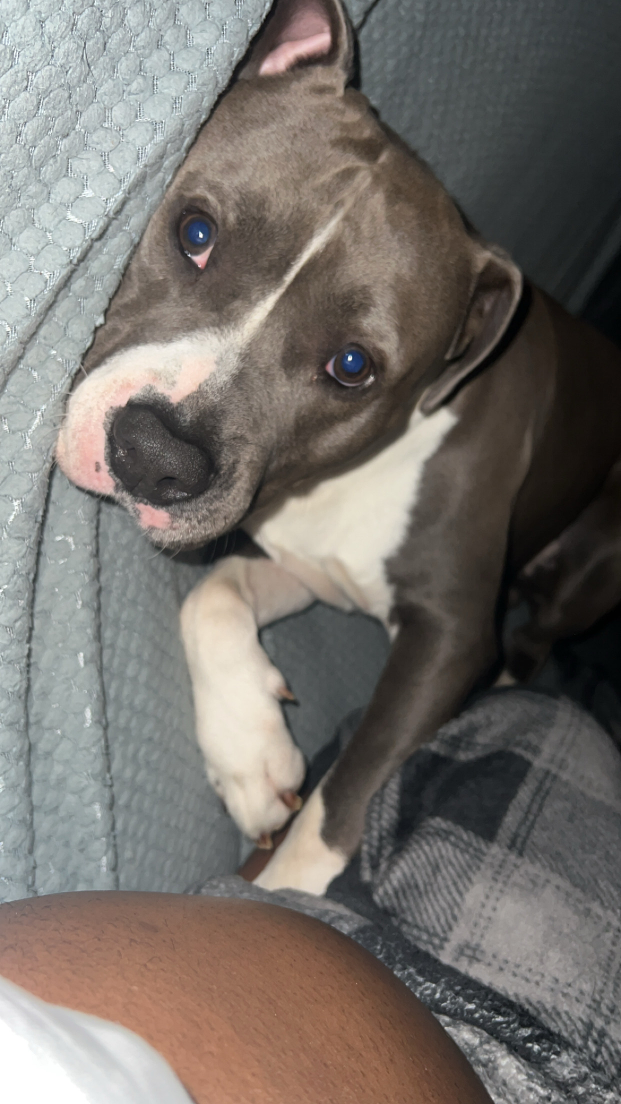 Service promeneur chien 95 entre particuliers