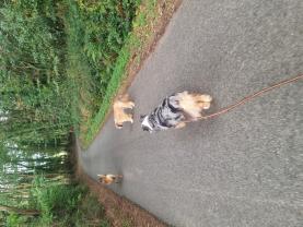 Demander ce petsitter Demander ce petsitter