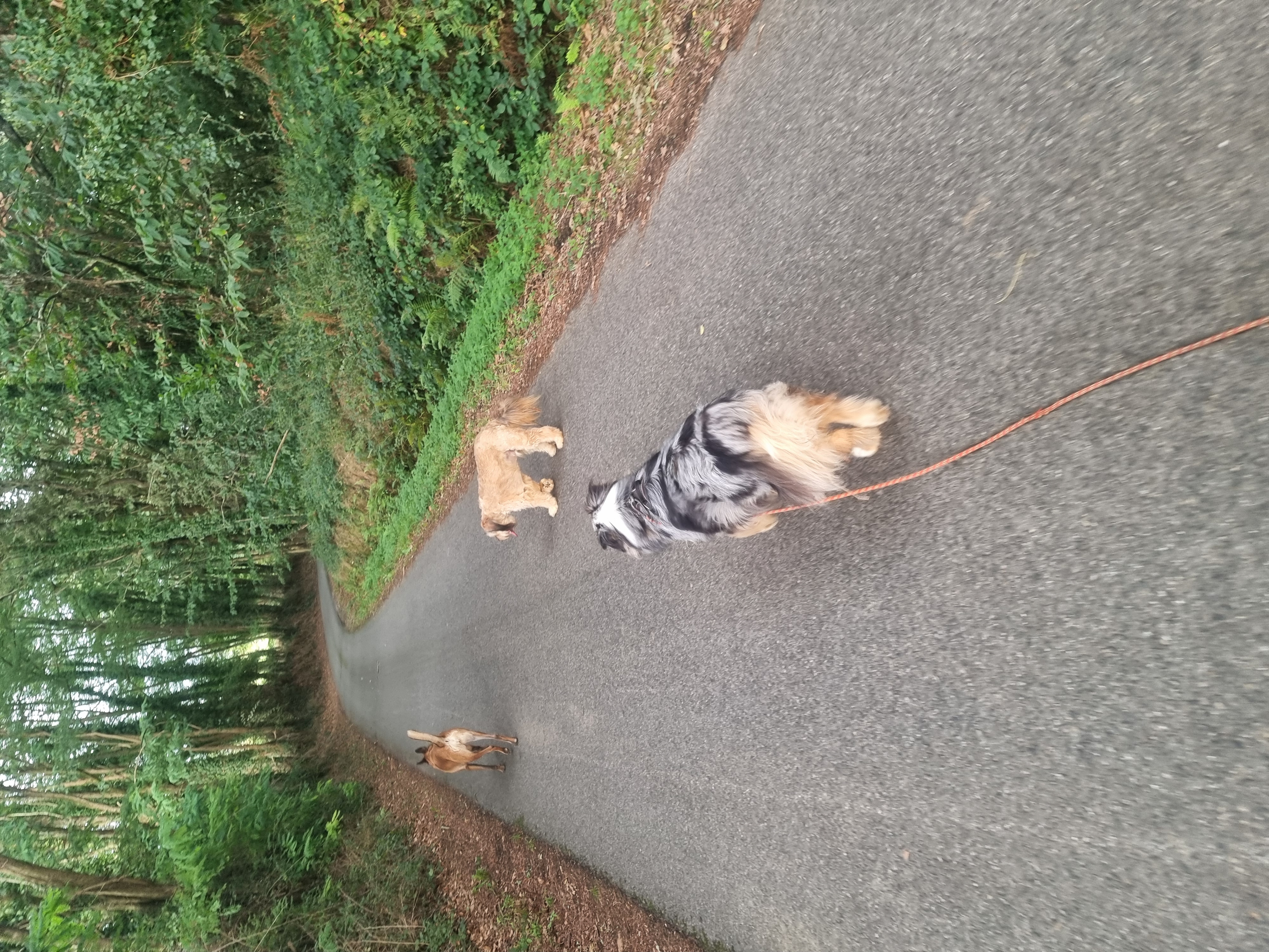 Service chien 64 entre particuliers