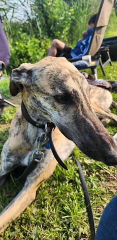 Demander un promeneur Demander un promeneur