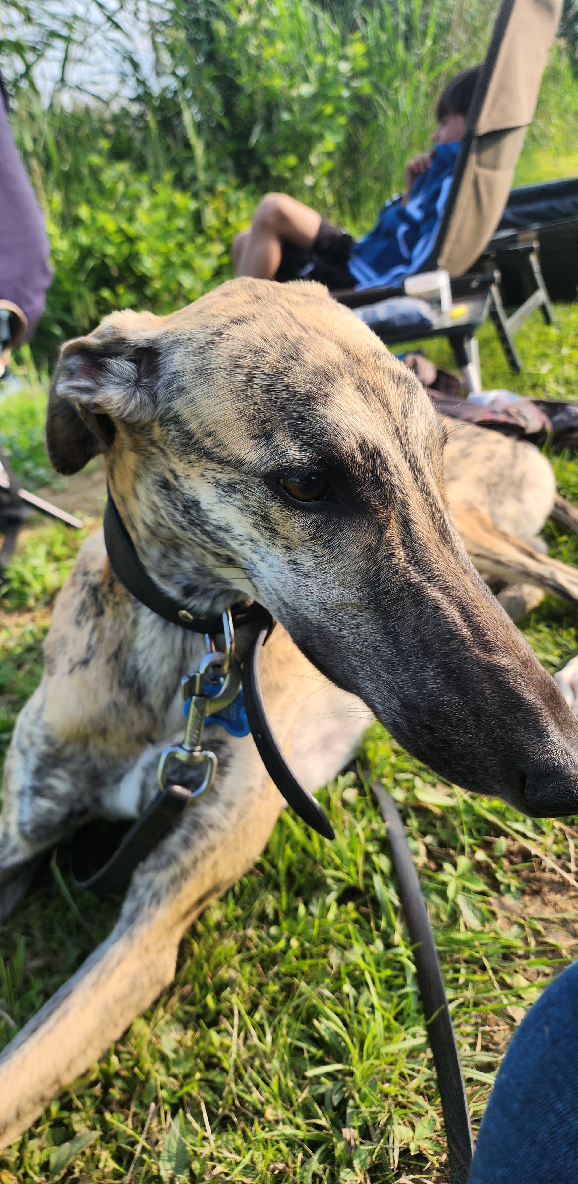 Service promeneur chien 68 entre particuliers