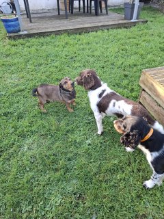 Service : chien Service : chien