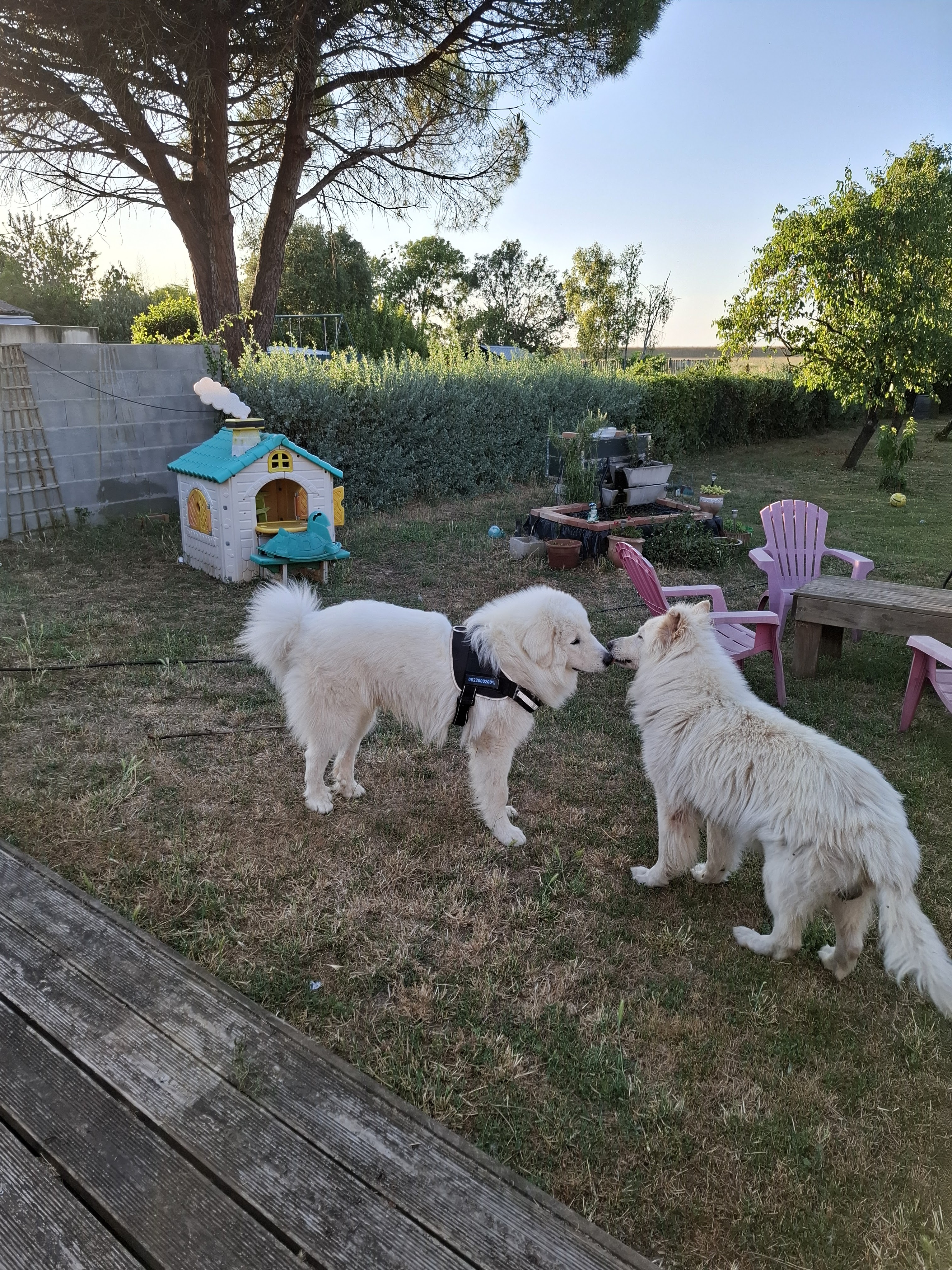 Service chien 17 entre particuliers