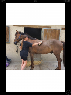 Service : chien Service : chien