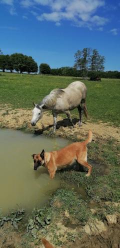 Service garde animaux entre particuliers